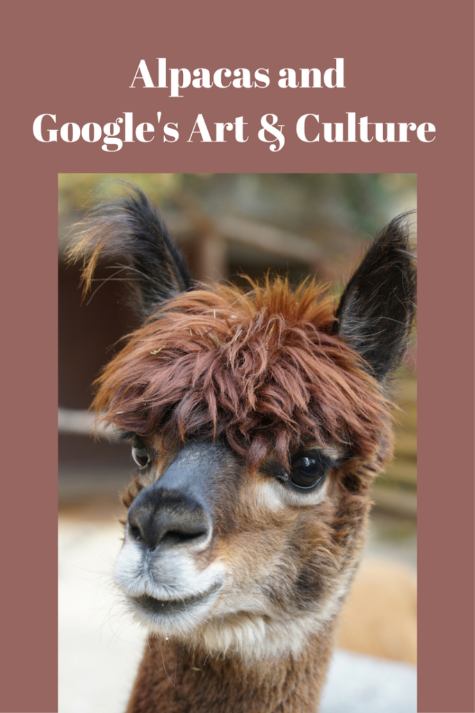 alpacas and google art & culture