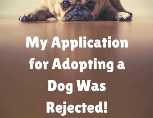 adopting a dog